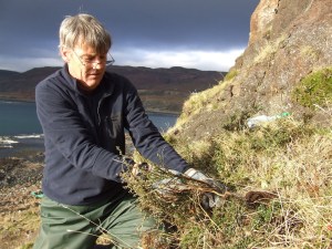 uprooting cotoneaster